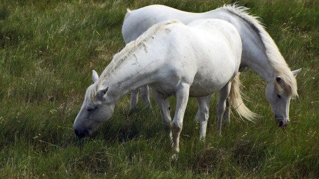 06-12-AiguesMortes-23-0017-Arles-Gimeaux-Bernacles-StGilles-Pferde