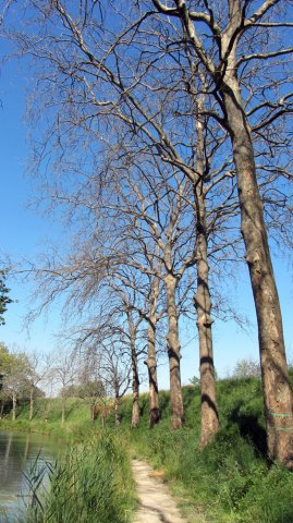 06-17-LeSomail-28-0040-Colombier-Fonserannes