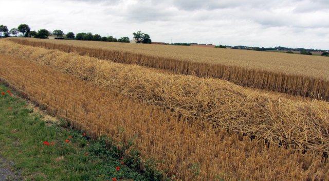 07-10-LaRoche-51-0008-Longeves