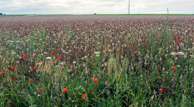 07-10-LaRoche-51-0017-Thire