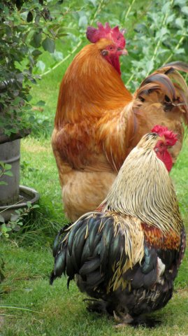 07-30-LaCharity-71-0134-Herry