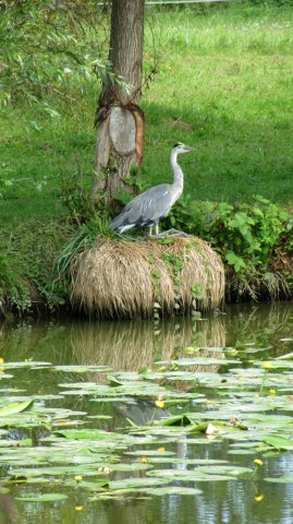 08-12-Mulhouse-84-0090-Heidwiller